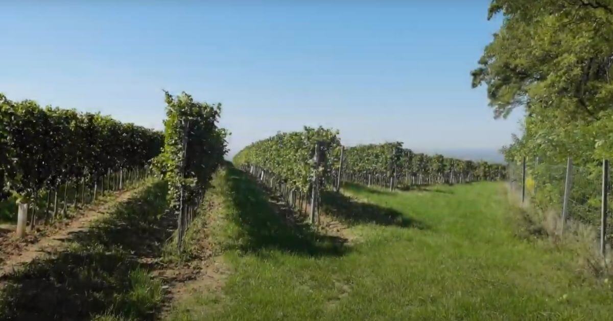 Weinherbst Kamptal Weingut Höllerer in Engabrunn